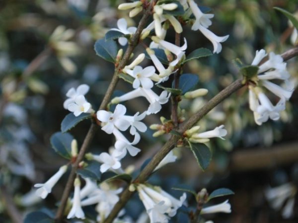 Osmanthus delavayi