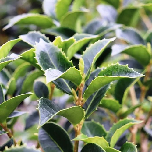 Osmanthus fortunei