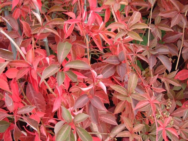 Chinese Virginia Creeper