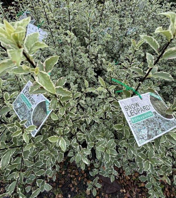 Pittosporum Snow Leopard