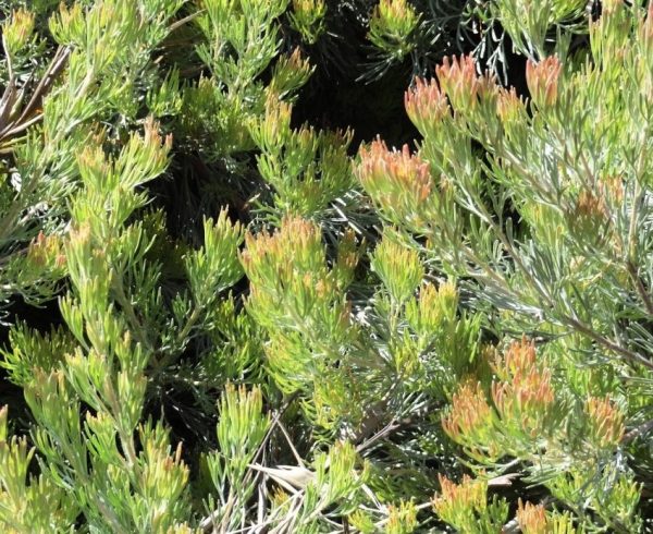 Prostrate Woolly Bush