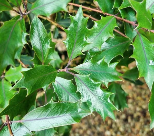 Purple Holly Osmanthus
