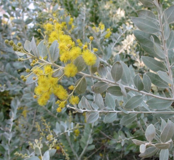 Queensland Silver Wattle