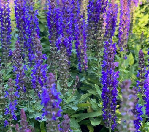 Salvia Blue Bouquetta
