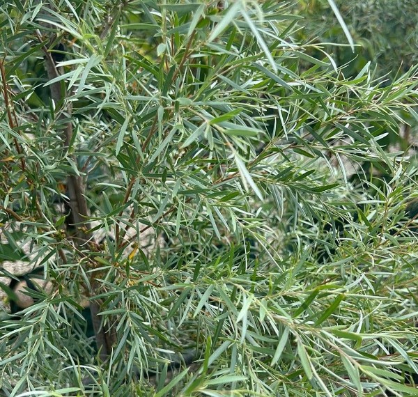 Silver Weeping Tea Tree