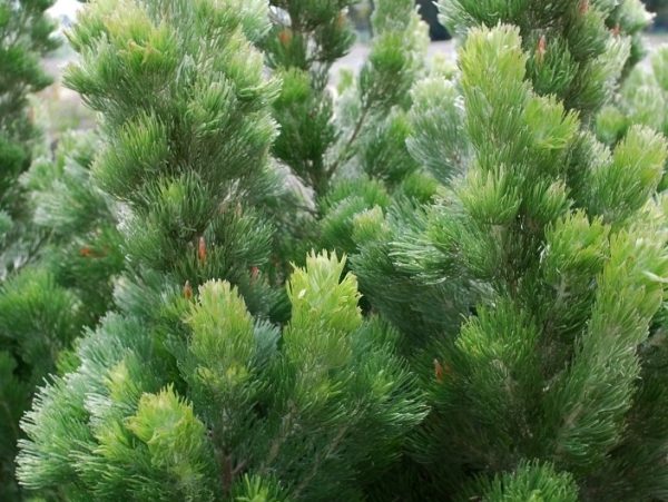 Woolly Bush Silver Sensation