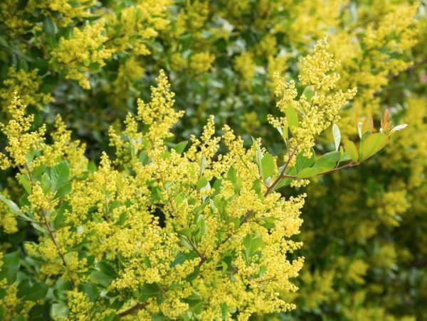 Sticky Wattle Acacia howittii