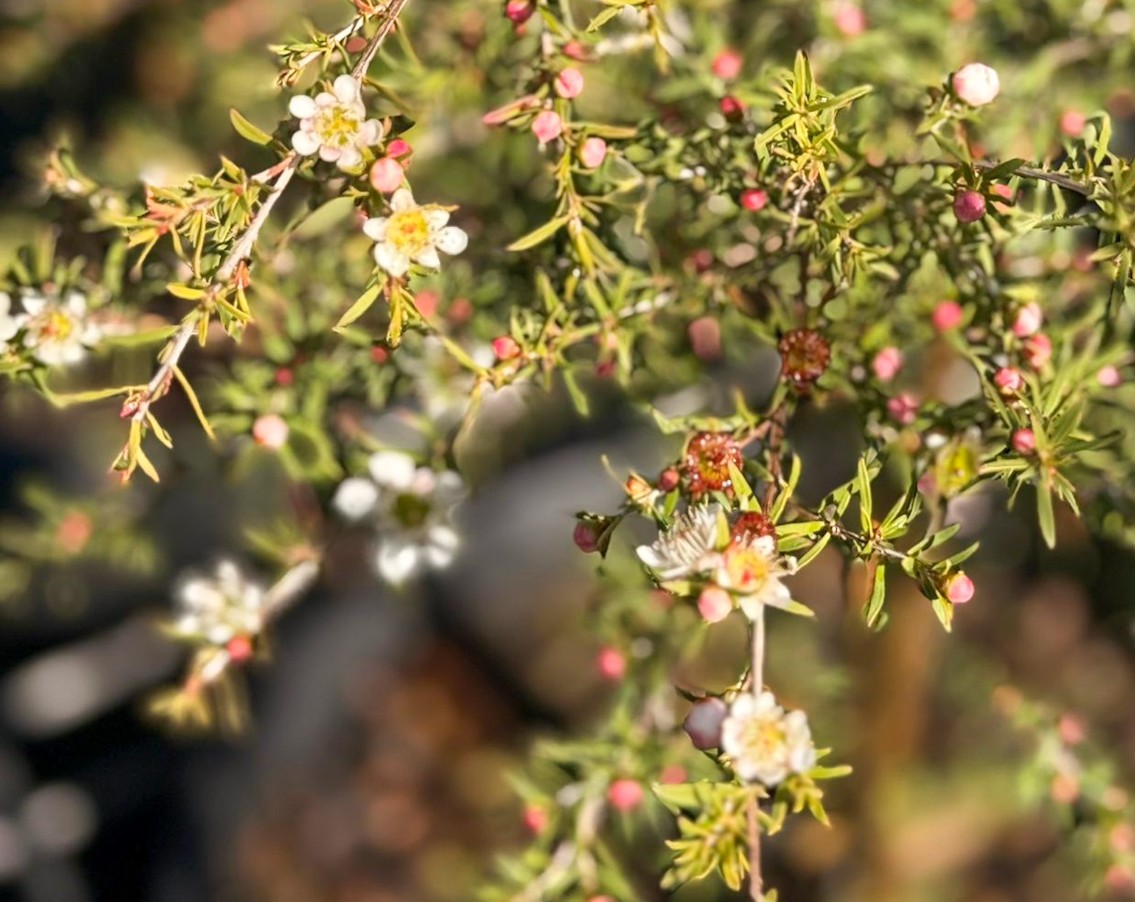 Tea-Tree-Cardwell-Leptospermum-Flavescens