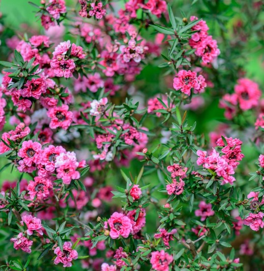 Leptospermum hybrida Tea Tree Rudolph