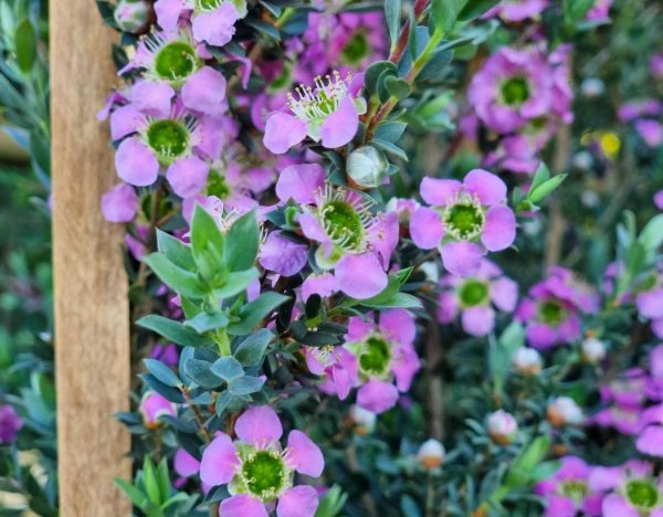 Tea Tree Seclusion