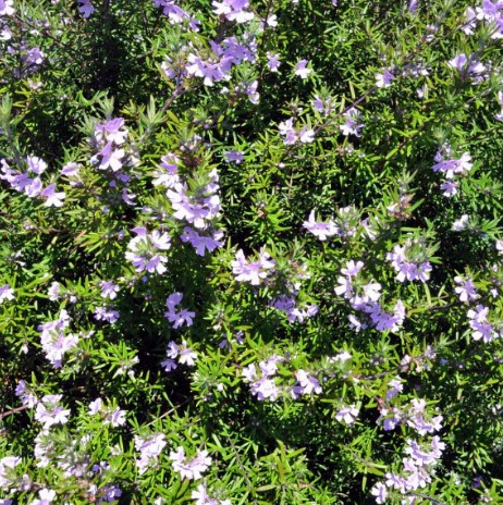 Coastal Rosemary Lilac and Lace Westringia