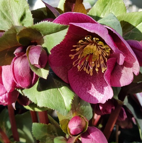 Helleborus hybrida Charmer PBR
