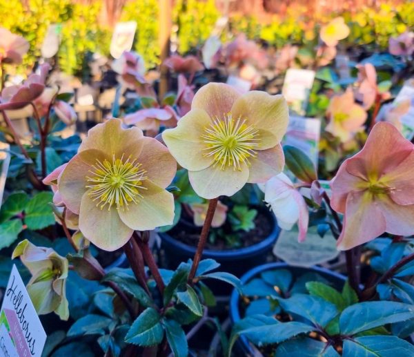 Helleborus Cinnamon Snow