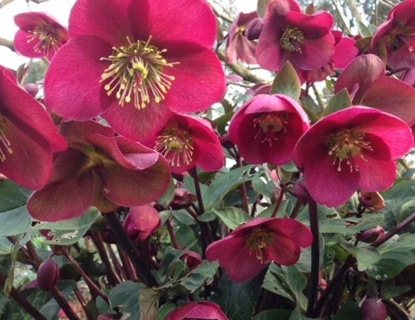 Helleborus Annas Red