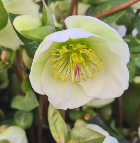 Helleborus Moondance PBR