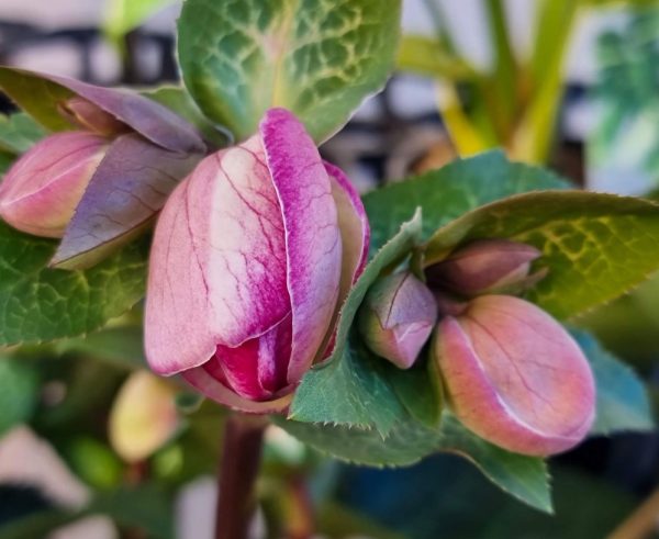 Helleborus Sophies Delight PBR