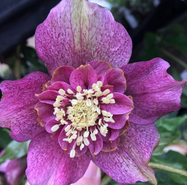 Helleborus hybrida Tutu
