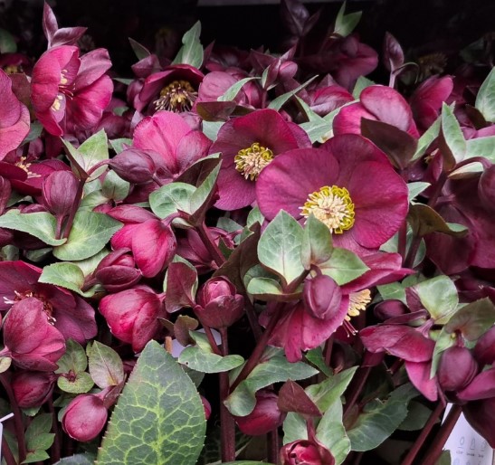 Helleborus Vibey Velvet