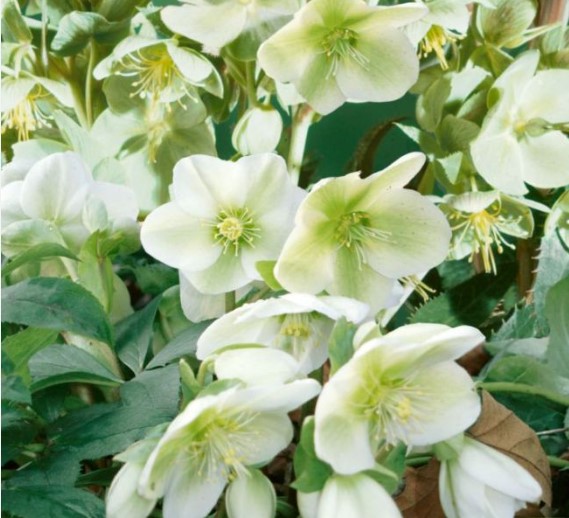 Helleborus White Duchess