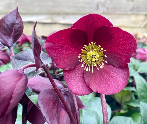 Helleborus Ice N Roses Merlot