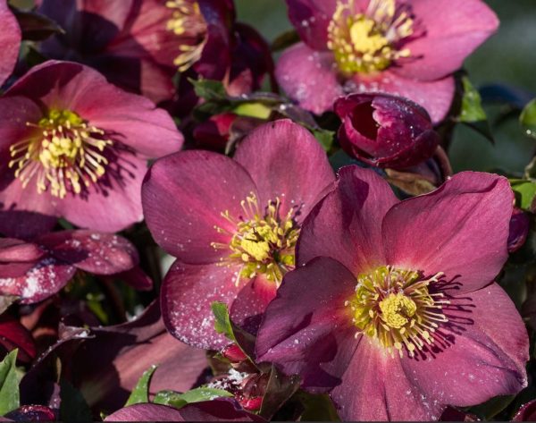 Helleborus Ice N Roses (Red)