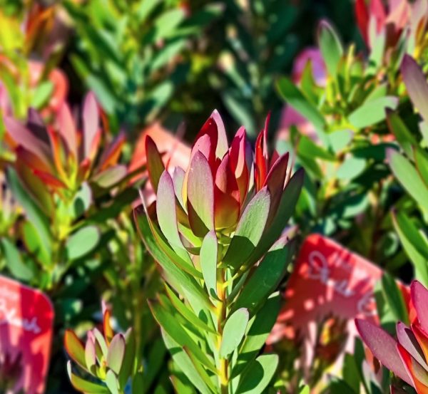 Leucadendron Devils Blush