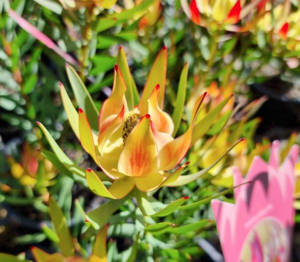 Leucadendron Harlequin