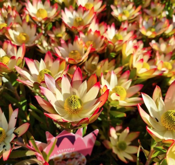 Leucadendron Harvest