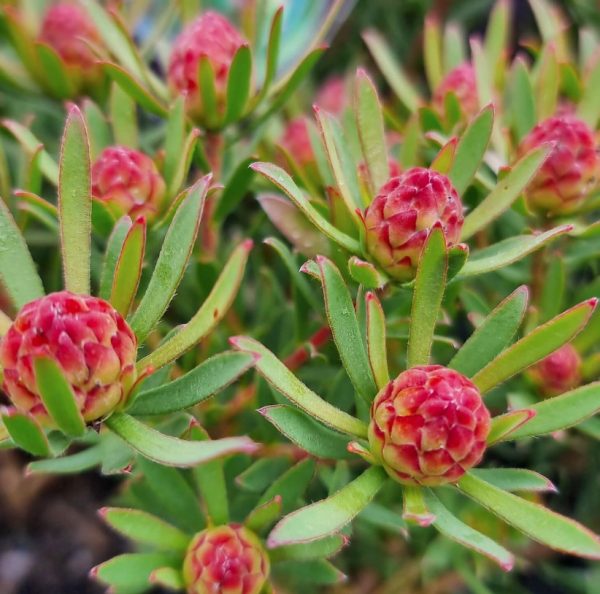 Leucadendron Strawberry Fair