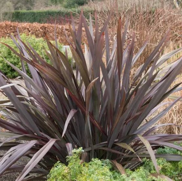 New Zealand Flax Dark Delight Phormium