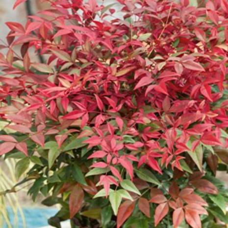 Nandina Summer Sunset