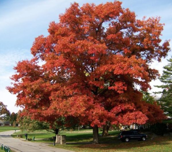 Northern Red Oak Quercus Rubra Melbourne
