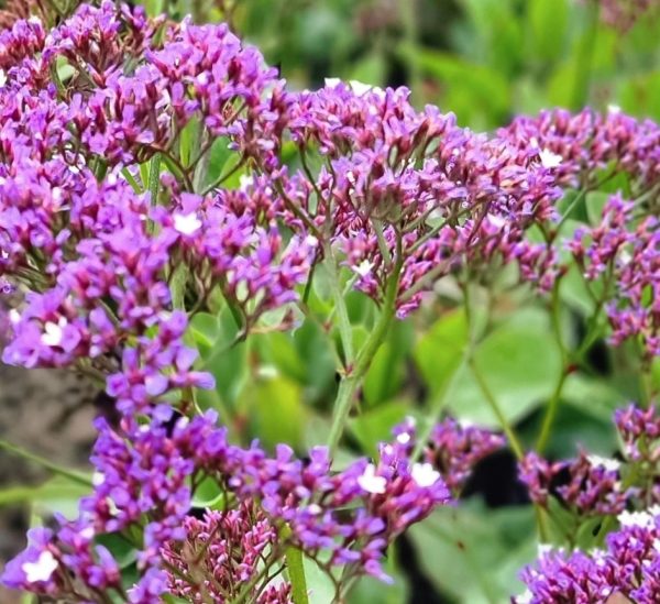 Limonium perezii Blue