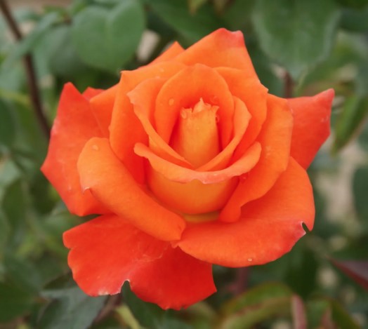 Rose Monica Rosa