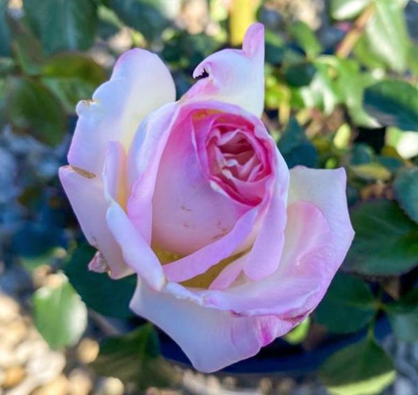 Rose Princess de Monaco