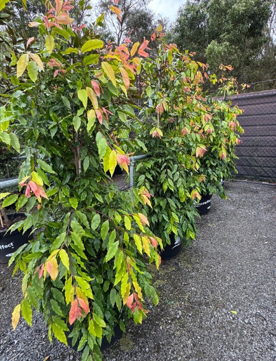 Weeping Lilly Pilly Waterhousea floribunda