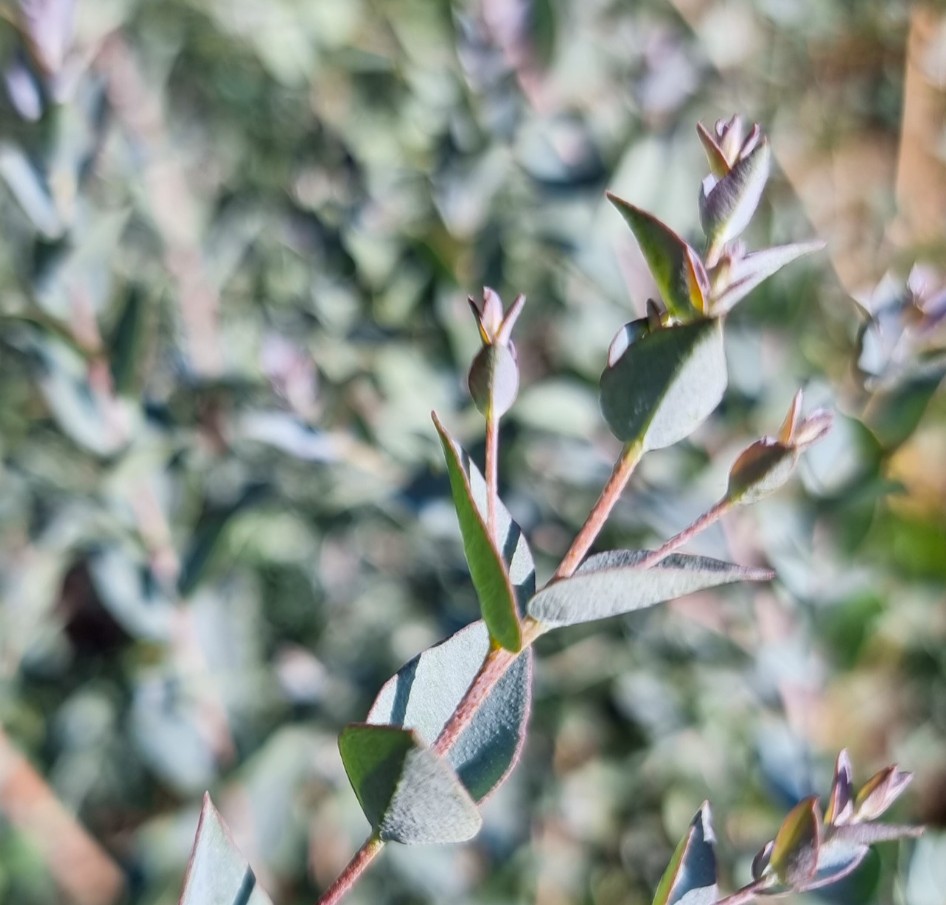 Eucalyptus-latens-Moon-Lagoon-Narrow-Leaved-Red-Mallee Eucalyptus-latens-Moon-Lagoon-Narrow-Leaved-Red-Mallee