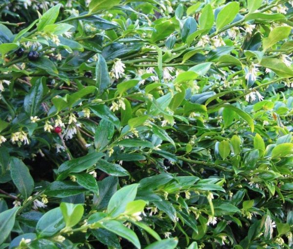 Sweet Box Fragrant