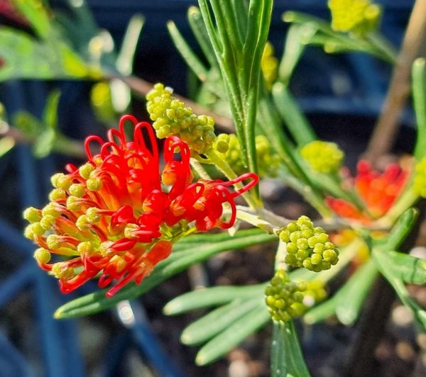 Grevillea Red Sunset