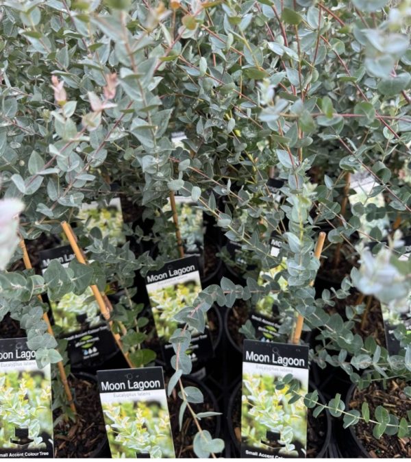 Narrow Leaved Red Mallee