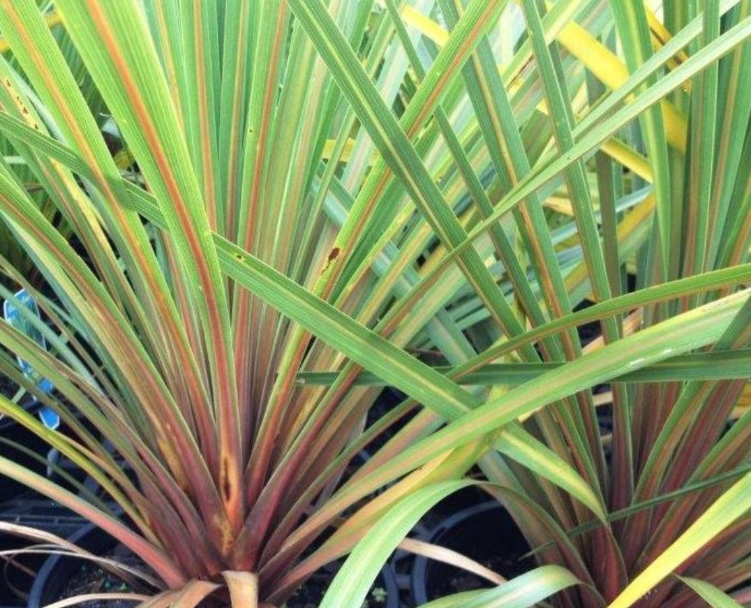 Cordyline-australis-Autumn Cordyline australis Autumn