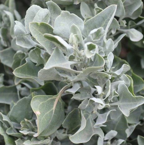 Fragrant Saltbush