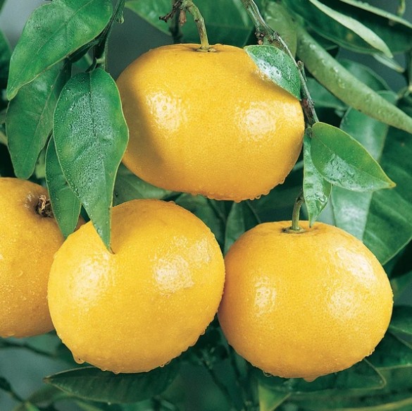 Grapefruit Seedless paradisi Marsh