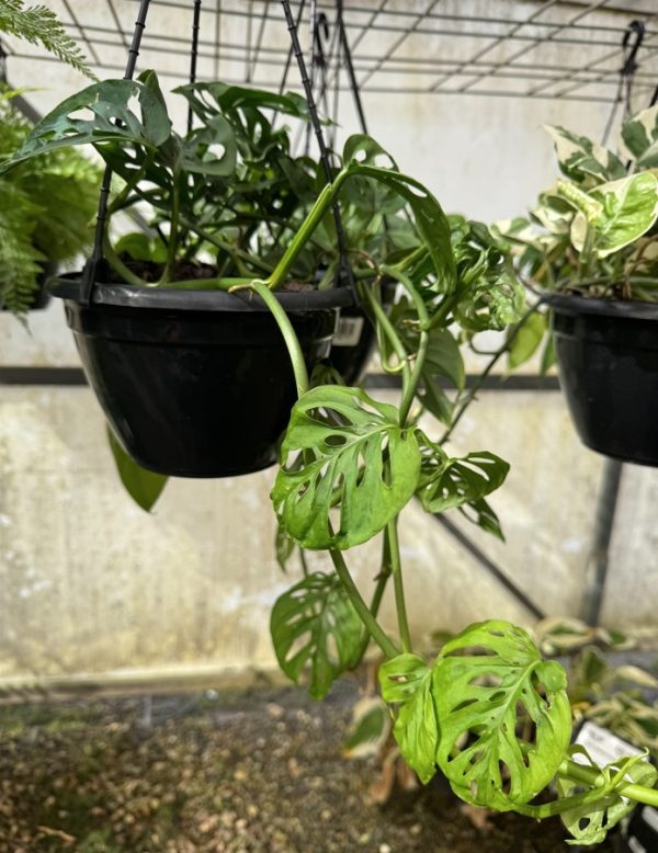 Swiss Cheese Vine monstera adansonii