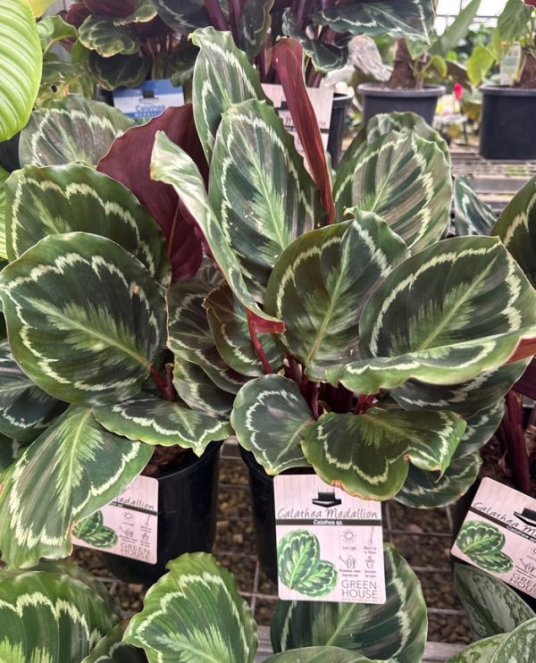 Zebra Plant