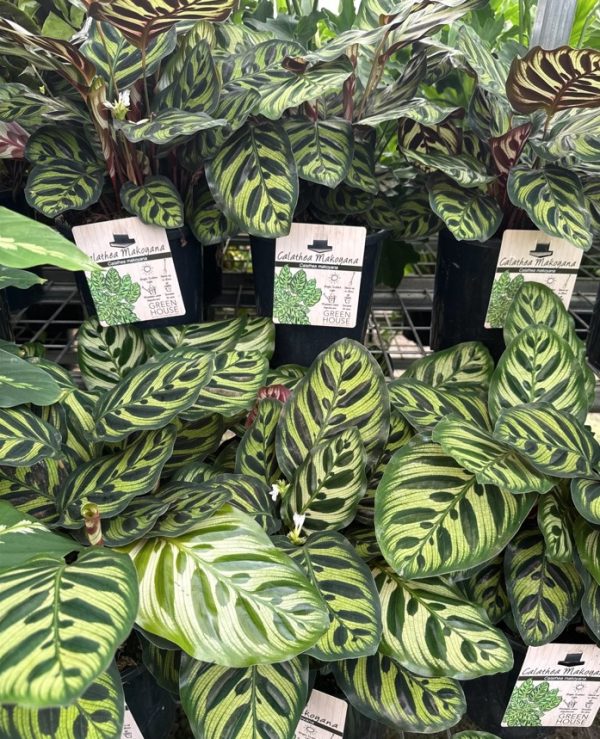 Zebra Plant