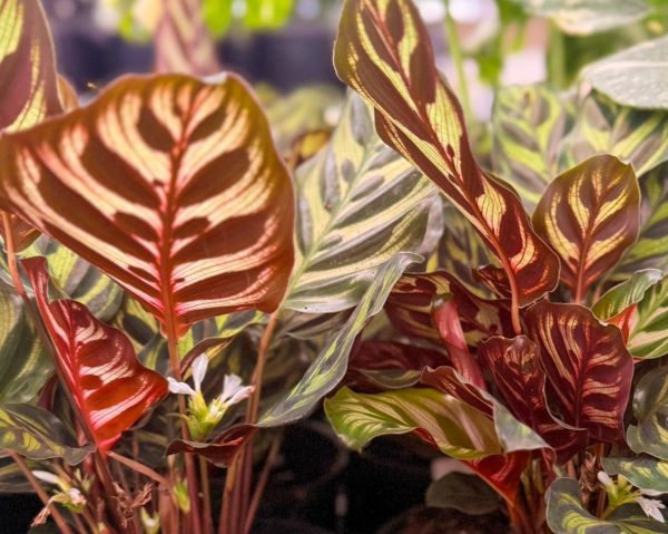 Zebra Plant Makoyana Peacock Plant