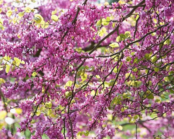 Cercis Showgirl