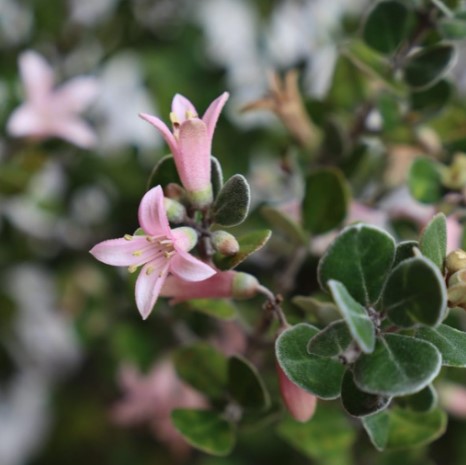 Corea Alba Pink