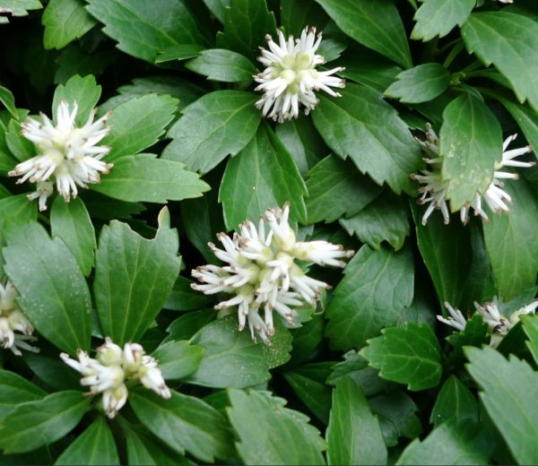 Japanese Pachysandra